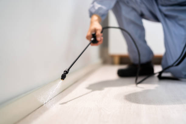 Licensed Wasp Removal service in Four Oaks, NC - Show Me Pest Control